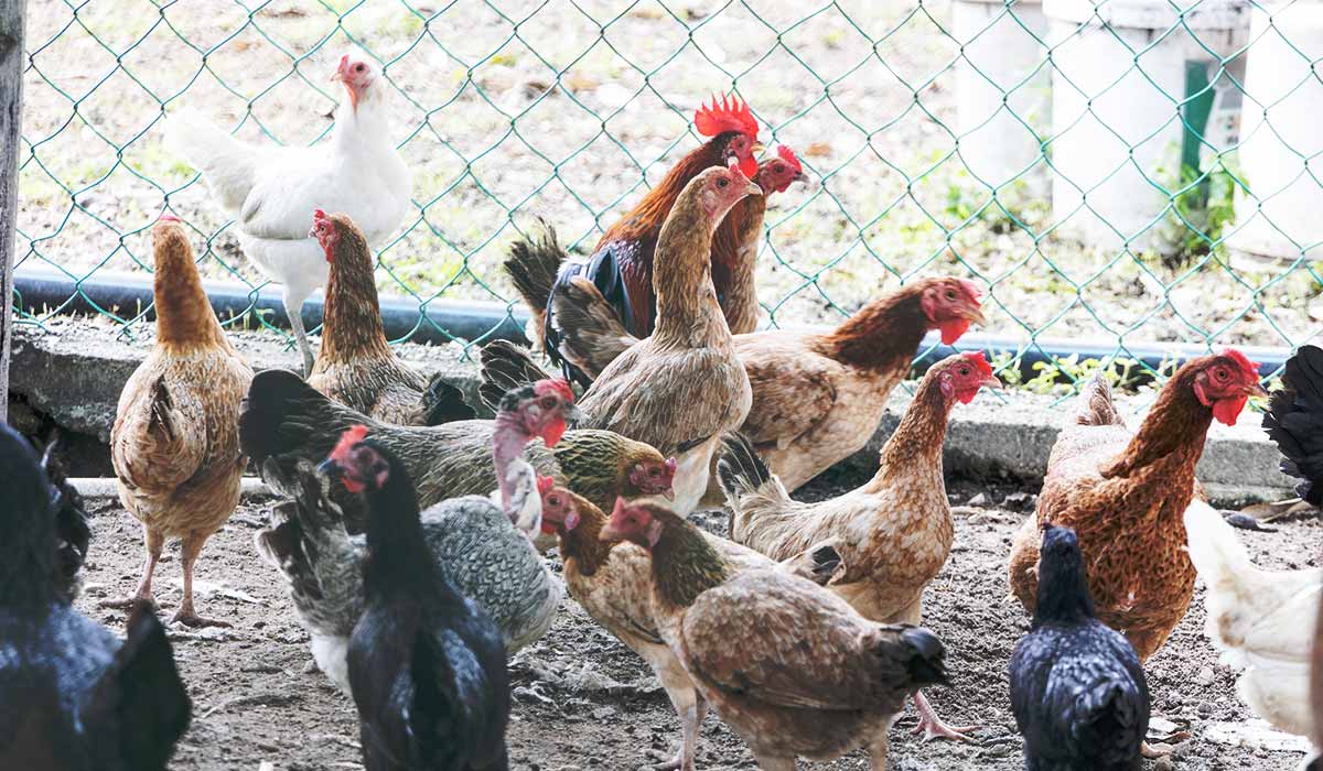 Malaysia already loses Singapore as a customer due to chicken export ban, says MP