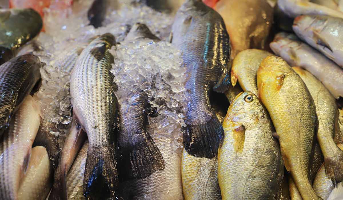 Why are fishes in Singapore so expensive?